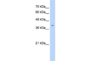 WB Suggested Anti-FNDC3B Antibody Titration:  2. (FNDC3B antibody  (N-Term))