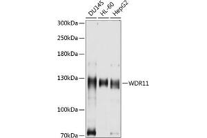 Western blot analysis of extracts of various cell lines, using WDR11 antibody (ABIN6131410, ABIN6150184, ABIN6150185 and ABIN6214893) at 1:1000 dilution. (WDR11 antibody  (AA 975-1224))