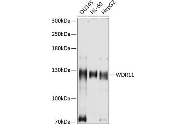 WDR11 antibody  (AA 975-1224)
