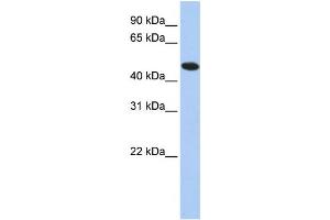 Western Blotting (WB) image for anti-Thioredoxin Domain Containing 5 (Endoplasmic Reticulum) (TXNDC5) antibody (ABIN2460068)