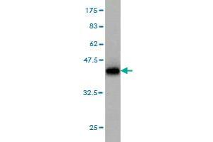 Western Blot detection against Immunogen (36. (RAB6A antibody  (AA 109-208))