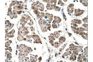 Image no. 1 for anti-Actinin, alpha 2 (ACTN2) (C-Term) antibody (ABIN204968) (ACTN2 antibody  (C-Term))