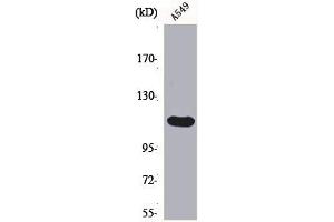 Western Blot analysis of A549 cells using Bek Polyclonal Antibody (FGFR2 antibody  (Internal Region))