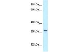 Image no. 1 for anti-Peroxisomal Biogenesis Factor 19 (PEX19) (C-Term) antibody (ABIN6747539) (PEX19 antibody  (C-Term))