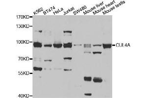 Western blot analysis of extracts of various cell lines, using CUL4A antibody. (Cullin 4A antibody)