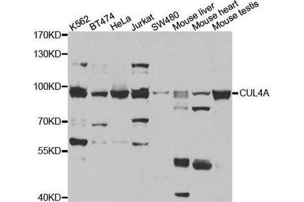 Cullin 4A antibody