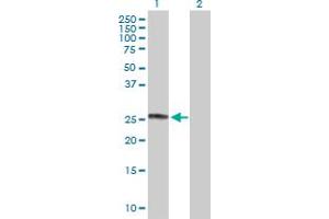 Western Blot analysis of CHCHD3 expression in transfected 293T cell line by CHCHD3 MaxPab polyclonal antibody. (CHCHD3 antibody  (AA 1-227))