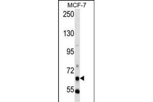 PCK1 Antibody (N-term) (ABIN392676 and ABIN2842169) western blot analysis in MCF-7 cell line lysates (35 μg/lane).