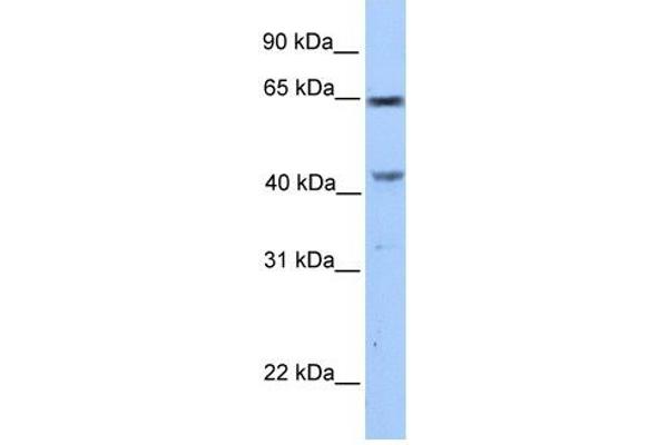 CCDC60 antibody  (C-Term)