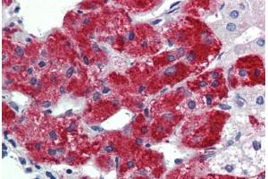 Human Adrenal: Formalin-Fixed, Paraffin-Embedded (FFPE) (TBX20 antibody  (N-Term))