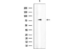 Western blot analysis of lysates from Rat heart, using SLP76 Mouse Monoclonal Antibody at 1/1000 dilution.