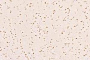 Immunohistochemistry (Paraffin-embedded Sections) (IHC (p)) image for anti-Mediator Complex Subunit 27 (MED27) antibody (ABIN7074581)