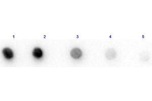 Dot Blot of Bovine IgG F(c) Fragment. (Cow IgG Isotype Control)