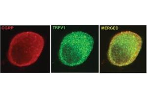 TRPV1 co-localizes with CGRP in mouse DRG neurons.