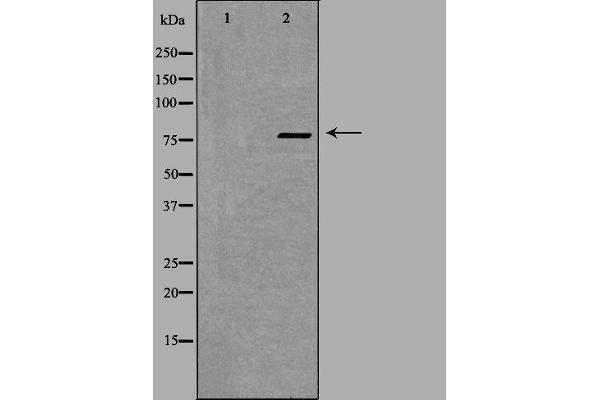 ZNF420 antibody  (Internal Region)