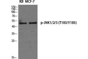 Western Blot (WB) analysis of specific cells using Phospho-JNK1/2/3 (T183/Y185) Polyclonal Antibody. (JNK antibody  (pThr183, pTyr185))
