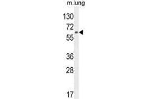 Western blot analysis in mouse lung tissue lysates (35ug/lane) using NFE2L1  Antibody (C-term). (NFE2L1 antibody  (C-Term))