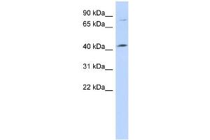 WB Suggested Anti-C1orf177 Antibody Titration: 0. (C1orf177 antibody  (Middle Region))