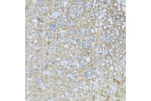 Immunohistochemistry of paraffin-embedded rat brain using B2 antibody (ABIN7265773) at dilution of 1:100 (40x lens). (ATP1B2 antibody  (AA 68-290))
