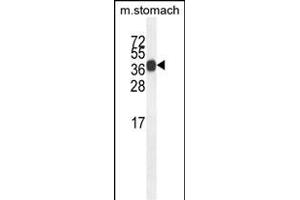 SYT8 Antibody (Center) (ABIN654312 and ABIN2844096) western blot analysis in mouse stomach tissue lysates (35 μg/lane).