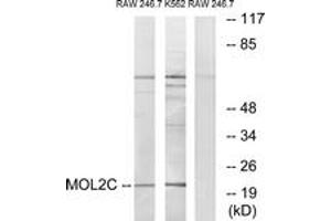 Western blot analysis of extracts from RAW264. (MOBKL2C antibody  (AA 81-130))