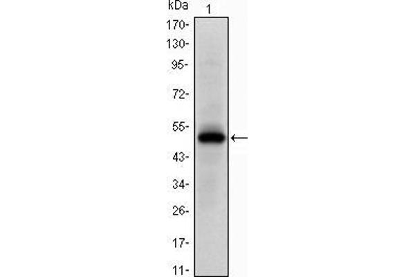 EPH Receptor A10 antibody