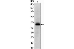 Western blot analysis using Epha10 mAb against human Epha10 (AA: 34-295) recombinant protein.