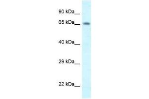 Western Blot showing Shkbp1 antibody used at a concentration of 1. (SHKBP1 antibody  (N-Term))