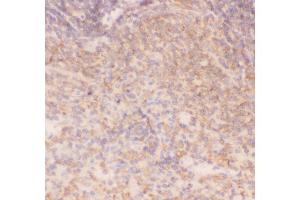Anti-IKK alpha Picoband antibody,  IHC(P): Rat Spleen Tissue (IKK alpha antibody  (AA 411-745))