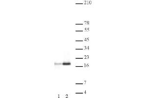 Histone H3ac (pan-acetyl) antibody (pAb) tested by Western blot.