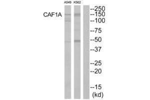 Western blot analysis of extracts from K562 cells and A549 cells, using CAF1A antibody. (CHAF1A antibody)