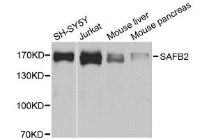 Western blot analysis of extracts of various cell lines, using SAFB2 antibody. (SAFB2 antibody  (AA 1-255))