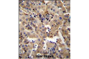 SGPL1 Antibody (N-term) (ABIN656664 and ABIN2845905) immunohistochemistry analysis in formalin fixed and paraffin embedded human liver tissue followed by peroxidase conjugation of the secondary antibody and DAB staining. (SGPL1 antibody  (N-Term))
