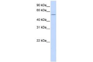 HBP1 antibody used at 0. (HBP1 antibody  (Middle Region))