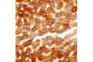Immunohistochemical staining of rat liver cells with HDGF2 polyclonal antibody  at 5 ug/mL. (HDGFRP2 antibody  (N-Term))