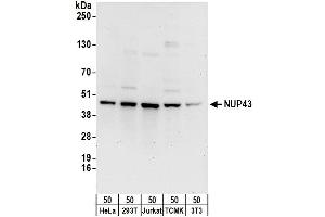 anti-Nucleoporin 43kDa (NUP43) (AA 330-380) antibody