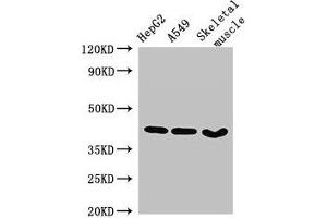 Western Blot Positive WB detected in: HepG2 whole cell lysate, A549 whole cell lysate, Mouse skeletal muscle tissue All lanes: MAPK12 antibody at 2. (MAPK12 antibody  (AA 314-367))