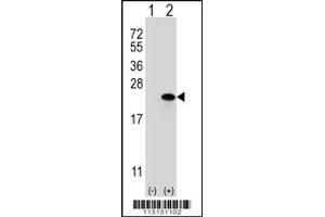 Western blot analysis of CLDN1 (arrow) using rabbit polyclonal CLDN1 Antibody (Loop2) (ABIN390290 and ABIN2840729). (Claudin 1 antibody  (AA 122-163))