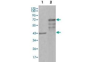 Western blot analysis using CHIT1 monoclonal antibody, clone 1D9G2  against truncated Trx-CHIT1 recombinant protein (1) and truncated CHIT1 (aa22-466)-hIgGFc transfected CHO-K1 cell lysate (2).