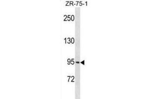 Western Blotting (WB) image for anti-Protocadherin gamma Subfamily B, 1 (PCDHGB1) antibody (ABIN3000379) (PCDHGB1 antibody)