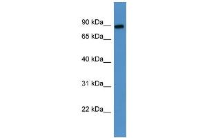 Western Blotting (WB) image for anti-Lysyl Oxidase-Like 3 (LOXL3) (Middle Region) antibody (ABIN2788388) (LOXL3 antibody  (Middle Region))