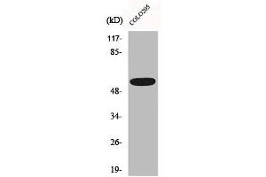Western Blot analysis of HepG2 cells using CLCC1 Polyclonal Antibody