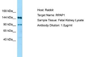 Host: Rabbit Target Name: RPAP1 Sample Type: Fetal Kidney lysates Antibody Dilution: 1. (RPAP1 antibody  (N-Term))