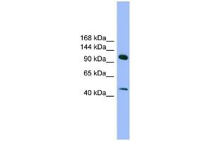 WB Suggested Anti-SEC23IP Antibody Titration: 0.