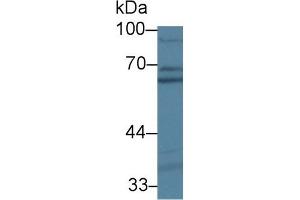 Detection of PDIA5 in Human A431 cell lysate using Polyclonal Antibody to Protein Disulfide Isomerase A5 (PDIA5) (PDIA5 antibody  (AA 378-506))