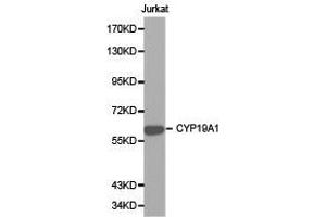 Western Blotting (WB) image for anti-Cytochrome P450, Family 19, Subfamily A, Polypeptide 1 (CYP19A1) antibody (ABIN1872157)