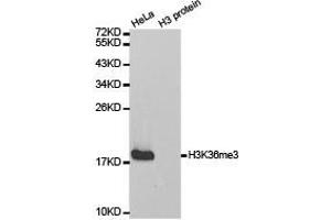 Western blot analysis of extracts of HeLa cell line and H3 protein expressed in E. (Histone 3 antibody  (H3K36me3))