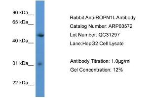 WB Suggested Anti-ROPN1L  Antibody Titration: 0. (ROPN1L antibody  (C-Term))