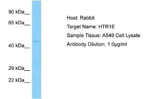 Host: Rabbit Target Name: HTR1E Sample Type: A549 Whole cell lysates Antibody Dilution: 3. (Serotonin Receptor 1E antibody  (N-Term))