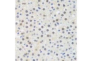 Immunohistochemistry of paraffin-embedded mouse liver using MTAP antibody. (MTAP antibody  (AA 1-283))